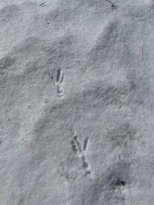 Crow tracks are similar to turkeys but smaller.