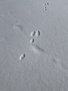 Rabbit tracks: two prints in front and staggered rear prints in back.