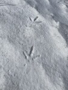 Three-pronged turkey tracks