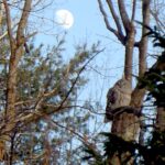 Owl and moon behind
