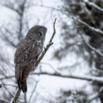 Great Gray Owl on branch.