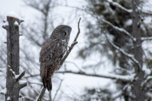 Great Gray Owl on branch.