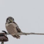 Northern Hawk Owl on wire