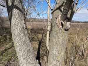 Ailanthus tree bark