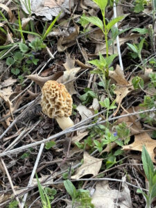 Tan morel among autumn leaves and emerging spring plants