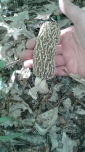 This morel's size spans an adult's hand.