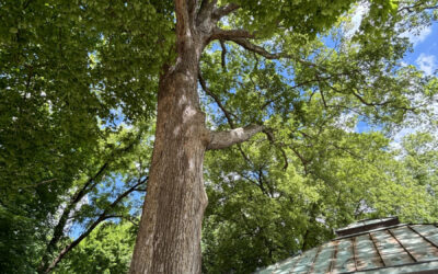 The Serendipity of Giant Trees