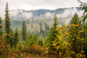 Mist rises of the University of Idaho's experimental forest in autumn.