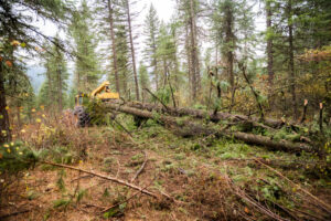 Logging in the University of Idaho's experimental forest.