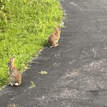 Two cottontail rabbits on edge of grass and driveway.