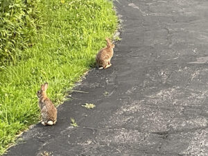 Two cottontail rabbits on edge of grass and driveway.