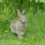 Rabbit emerges from the labyrinth.