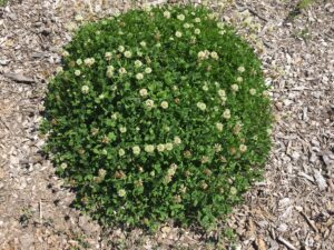 A round of Dutch White Clover