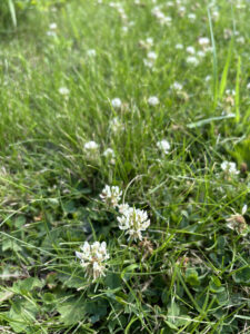 Round blooms of white clover.