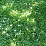 dappled sunlight pattern of a cross on white clover lawn.