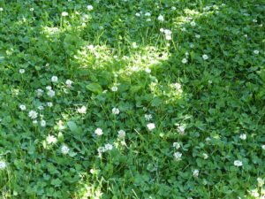 dappled sunlight pattern of a cross on white clover lawn.