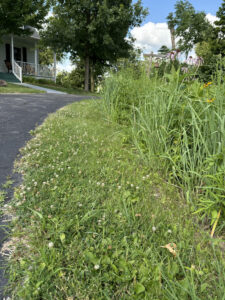 White clover graces the edge of the driveway