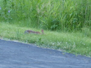 Rabbit eating clover