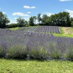 People walking through lavender fields