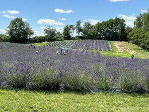 People walking through lavender fields