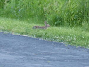 A wild rabbit looks around while eating white clover.