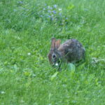 Rabbit eats clover