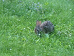 Rabbit eats clover