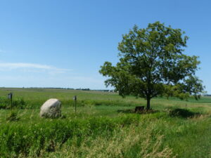 Glacial boulder, tree, bench in shade.