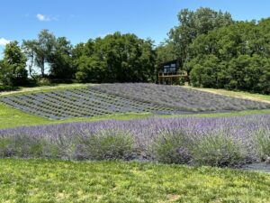 Hillside of lavender with pedestal house in background.