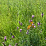 Purple prairie clover and brilliant orange butterfly weed.