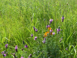 Purple prairie clover and brilliant orange butterfly weed.