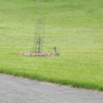 Cottontail rabbit eyeing a fenced tree.