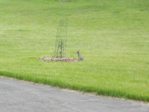 Cottontail rabbit eyeing a fenced tree.