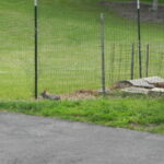 Cottontail rabbit outside garden fence