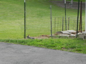 Cottontail rabbit outside garden fence