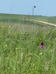 Bird on stalk and tractor on dusty road.