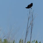 Red-winged Black Bird on stem of old forb.