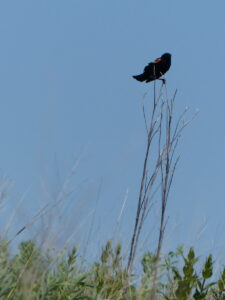 Red-winged Black Bird on stem of old forb.