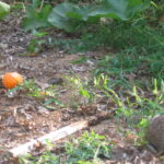 Wild Bunny and domestic bunny play side by side