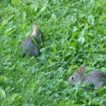 Two young cottontail rabbits eating.