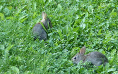 Cottontail Rabbit Capers