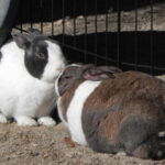 Two rabbits grooming each other