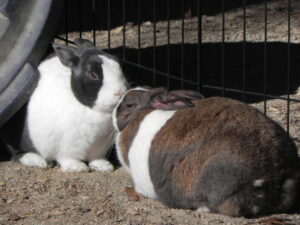 Two rabbits grooming each other