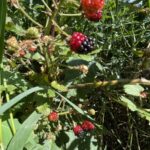 Blackberries ripening from tip out.