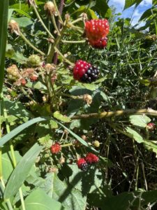 Blackberries ripening from tip out.