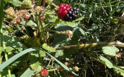 Fortunate Foraging Blackberries