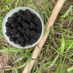 Container with dark purple blackberries next to a walking stick.