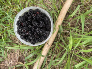 Container with dark purple blackberries next to a walking stick.