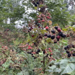 Blackberry patch with thorns