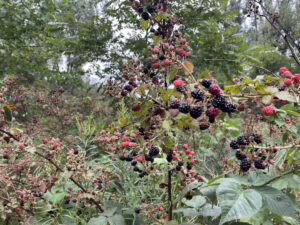 Blackberry patch with thorns